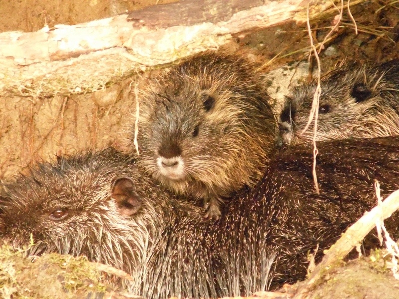 Vita da Nutria....